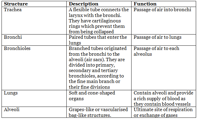 Breathing and Exchange of Gases Chapter Notes | Biology Class 11 - NEET