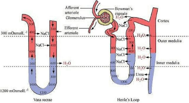 Excretory Products & their Elimination NCERT Solutions | Biology Class 11 - NEET