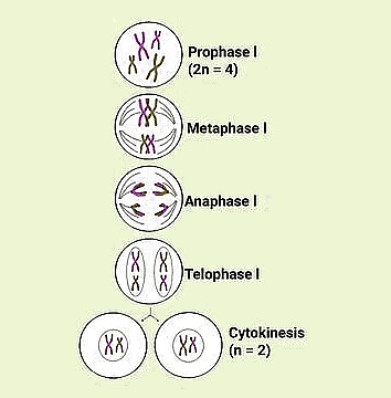 Important Diagrams: Cell Cycle and Cell Division | Biology Class 11 - NEET