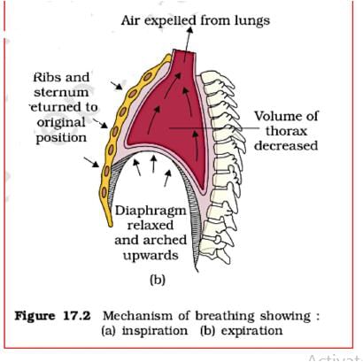 Key Notes: Breathing & Exchange of Gases - NEET