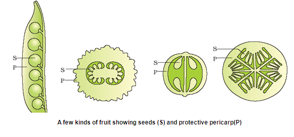 Sexual Reproduction | Biology for Grade 12