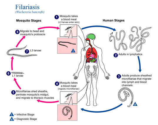 Filariasis Life Cycle: From larvae to adult 