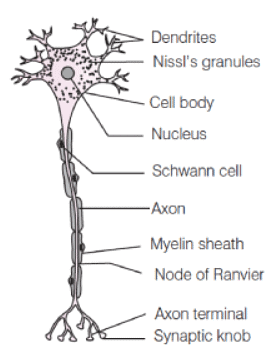 Long Answer Type Questions