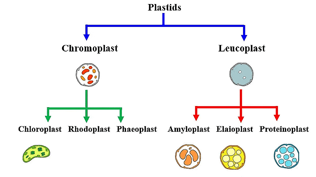 Cell: The Unit of Life Chapter Notes | Biology Class 11 - NEET