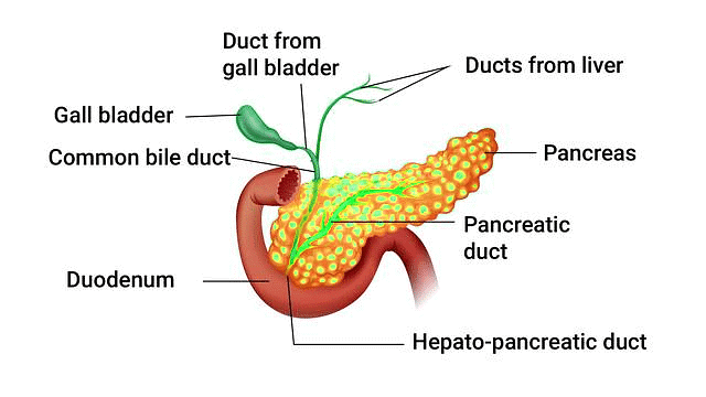 Important Diagrams: Digestion and Absorption (Old NCERT) | Crash Course for NEET