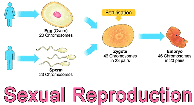 What is Living & its Characteristics | Biology Class 11 - NEET