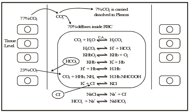 2. Transport of Carbon Dioxide 