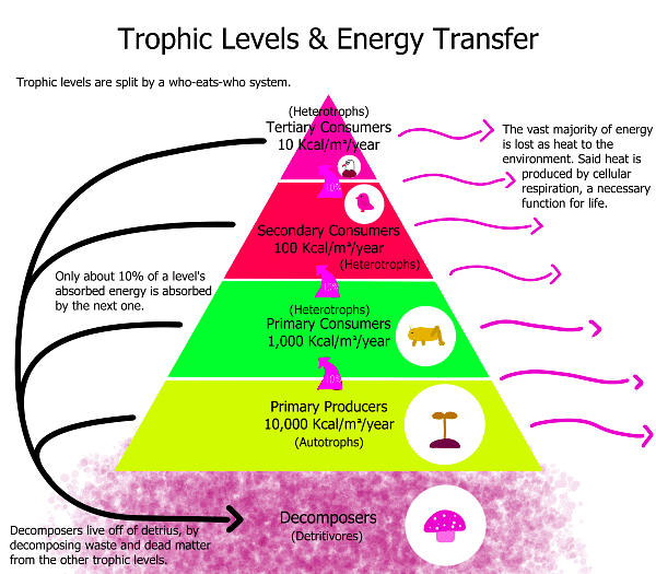 Important Diagrams: Ecosystem | Biology Class 12 - NEET