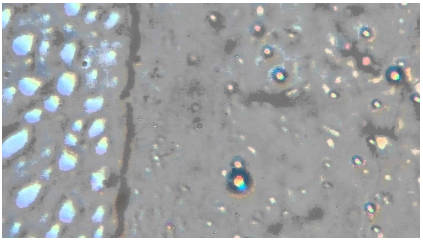 NCERT Solutions Class 12 Biology Chapter 8 - Microbes in Human Welfare