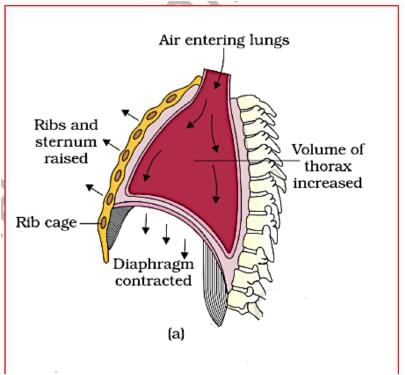 Key Notes: Breathing & Exchange of Gases - NEET