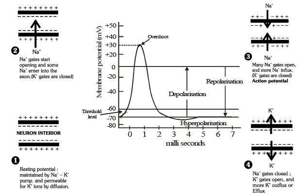 Transmission of Nerve Impulses | Biology Class 11 - NEET