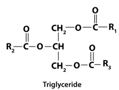 NCERT Solutions Class 11 Biology Chapter 9 - Biomolecules