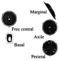 NCERT Exemplar: Anatomy of Flowering Plants | Biology Class 11 - NEET