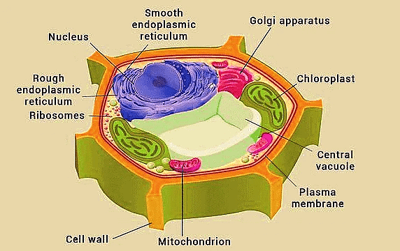 Plant Cell