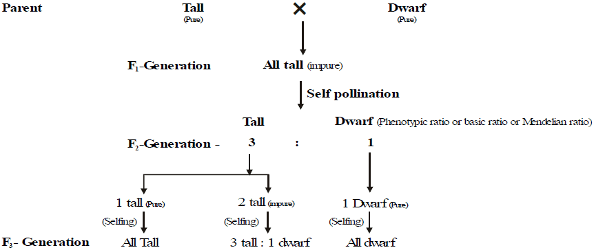Genetics, Class 12, Biology | General Awareness - Bank Exams