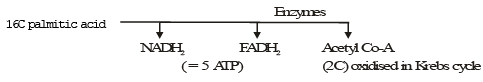 Key Notes: Respiration in Plants - NEET