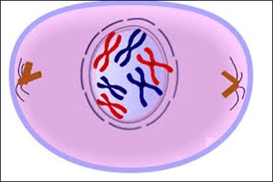 Prophase
