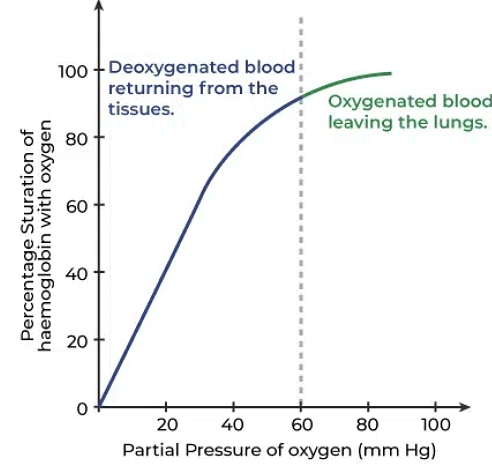 Breathing and Exchange of Gases Chapter Notes | Biology Class 11 - NEET