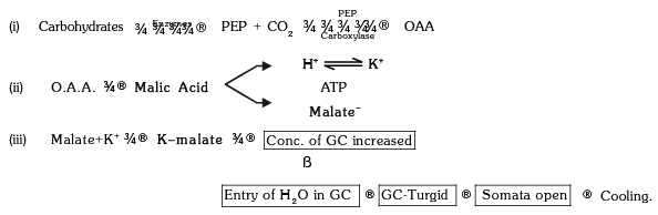 Transpiration Pull & Stomata | Biology A-Level - A Level