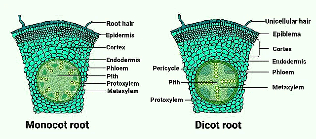 Important Diagrams: Anatomy of Flowering Plants | Biology Class 11 - NEET