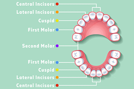 Name of Teeth