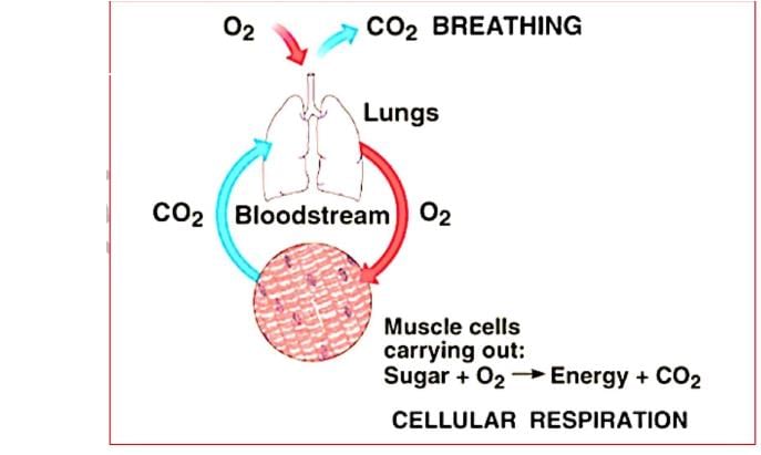 Key Notes: Breathing & Exchange of Gases - NEET