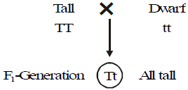 Inheritance of One Gene & Inheritance of Two Genes | Additional Study Material for NEET