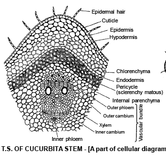 Anatomy of Monocot & Dicot Stem | Biology for JAMB