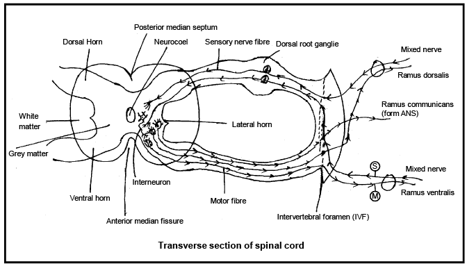 Structure of Spinal Cord | Biology for JAMB