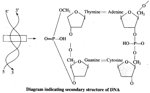 NCERT Exemplar: Biomolecules | Biology Class 11 - NEET