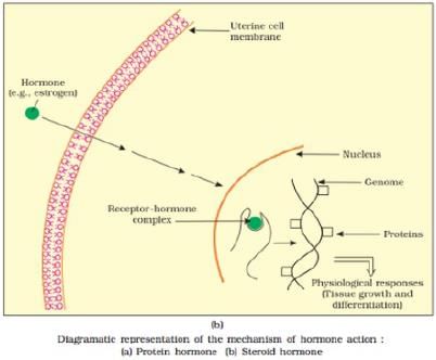 NCERT Exemplars: Chemical Coordination & Integration - 2 | NCERT Exemplar & Revision Notes for NEET