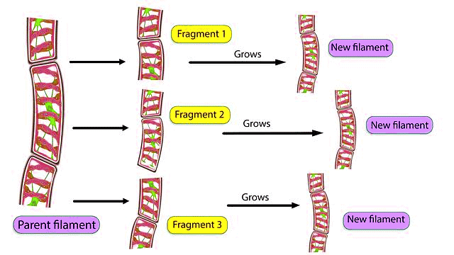 Important Diagrams: Reproduction In Organisms (Old NCERT) | Crash Course for NEET