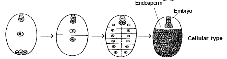 Reproduction in Plant (Part - 5) - Notes, Botany, Class 12