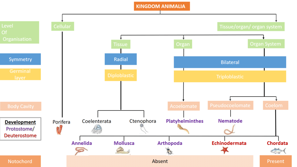 Key Notes: Animal Kingdom | Additional Study Material for NEET