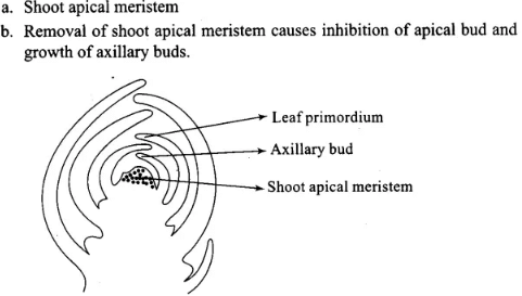 NCERT Exemplars: Plant Growth & Development | Biology Class 11 - NEET