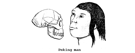 Human Evolution (Part - 2) - Notes, Botany, Class 12