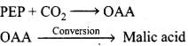 NCERT Exemplar: Photosynthesis in Higher Plants | Biology Class 11 - NEET