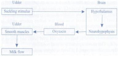 NCERT Exemplars: Chemical Coordination & Integration - 2 | NCERT Exemplar & Revision Notes for NEET