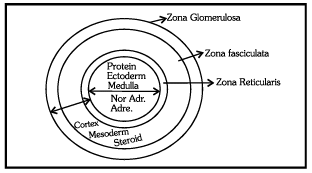 Adrenal Gland | Biology for JAMB
