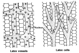 Complex Permanent Tissue | Biology for ACT