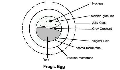 Oogenesis & Types of Eggs | Additional Study Material for NEET
