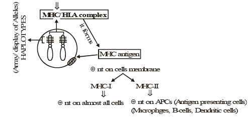 Vaccination & Immunisation | Biology Class 12 - NEET