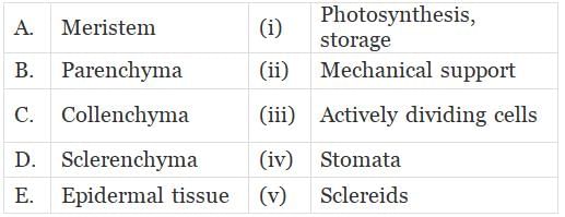 NCERT Exemplar: Anatomy of Flowering Plants | Biology Class 11 - NEET