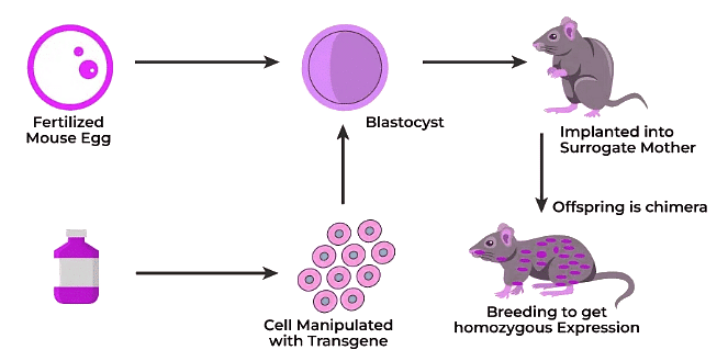Biotechnology and its Applications Chapter Notes | Biology Class 12 - NEET