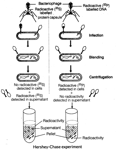 Genetic Material | Biology for ACT