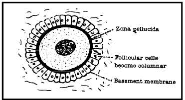 Follicular Phase | Additional Study Material for NEET