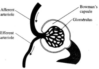 NCERT Exemplars: Excretory Products & their Elimination | Biology Class 11 - NEET