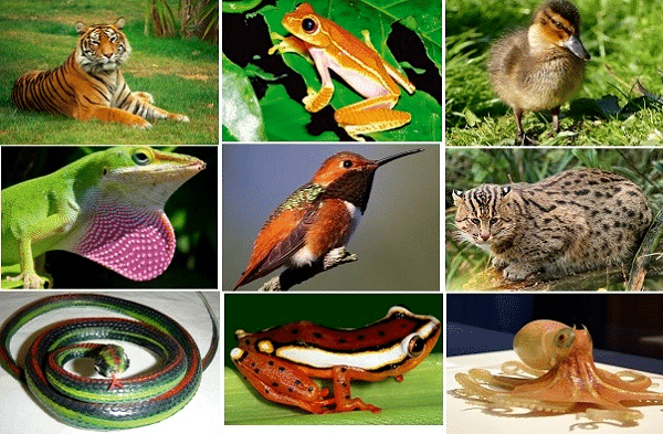 Introduction to Biological Classification | Biology for Grade 11