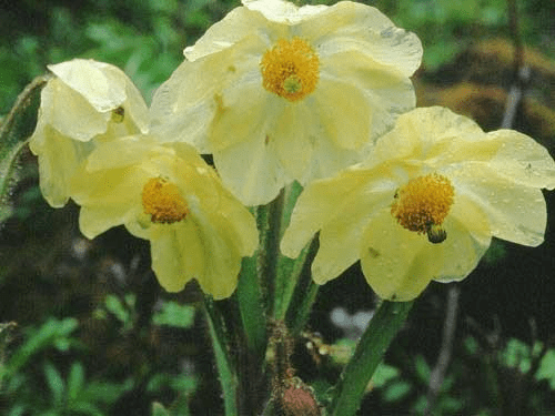 Angiosperms & Pre-Fertilisation: Structure & Events | Biology Class 12 - NEET