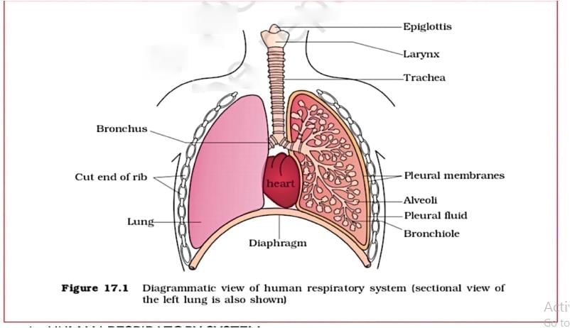 Key Notes: Breathing & Exchange of Gases - NEET